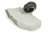 Bargain, 3D Gerastos Trilobite Fossils (Grade B) - Photo 6